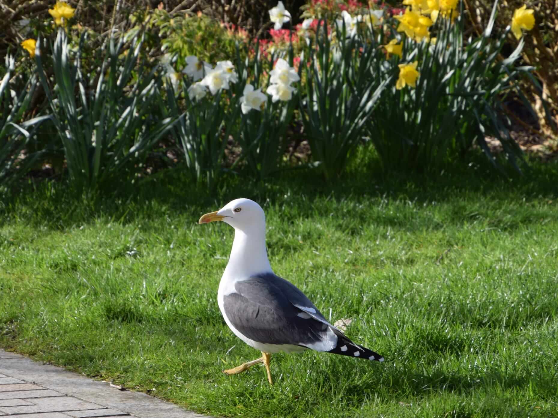A seagull standing on grass near blooming daffodils in Colquhoun Square, Helensburgh.