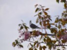 A seagull perched on top of a lamppost, pictured through blossom on a tree.