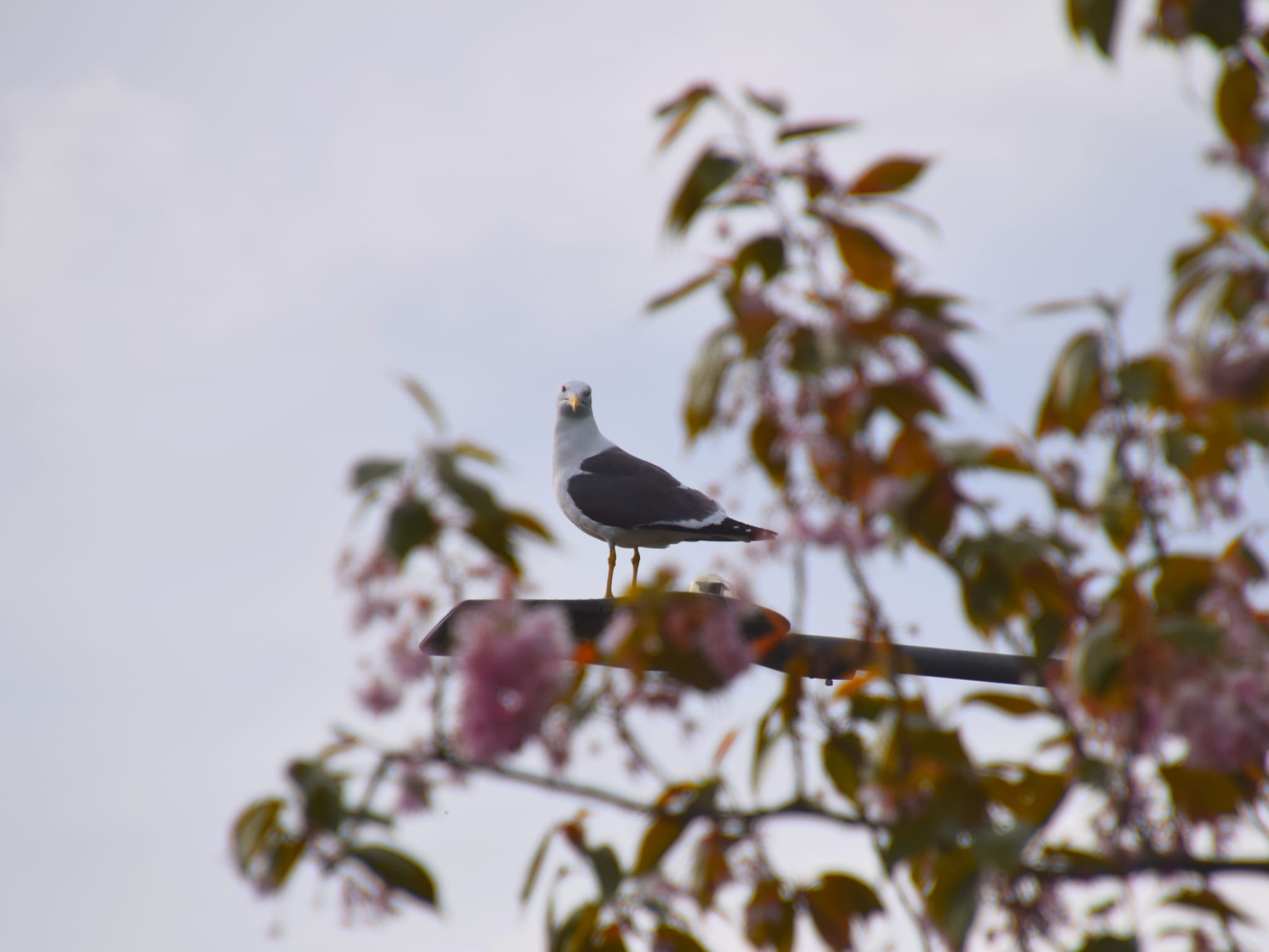 A seagull perched on top of a lamppost, pictured through blossom on a tree.
