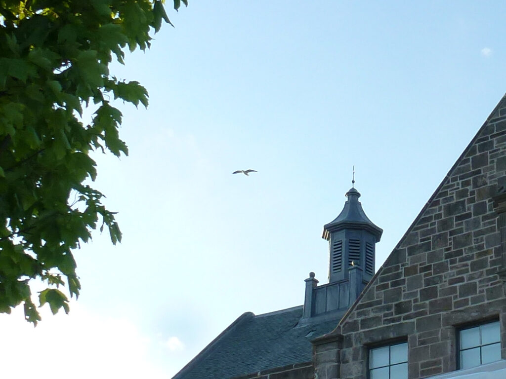 A seagull soaring above the rooftops of Helensburgh's Civic Centre, on a sunny Saturday evening with a blue sky behind.