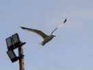A seagull soaring past a light post at Helensburgh Rugby Club during the Helensburgh Highland Games festivities.