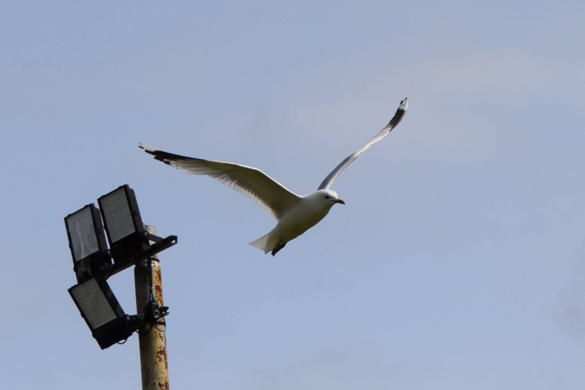 A seagull soaring past a light post at Helensburgh Rugby Club during the Helensburgh Highland Games festivities.