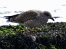 A baby seagull standing on seaweed by the shore of the river Clyde in Helensburgh's West Bay