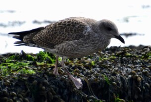 A baby seagull standing on seaweed by the shore of the river Clyde in Helensburgh's West Bay