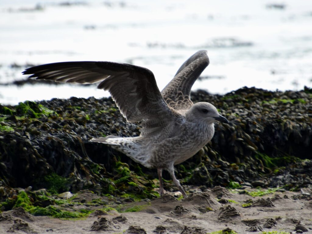 A baby seagull standing on seaweed by the shore of the river Clyde in Helensburgh's West Bay