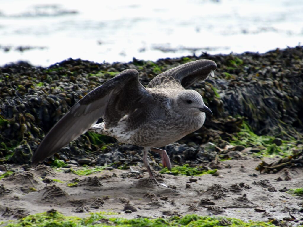 A baby seagull standing on seaweed by the shore of the river Clyde in Helensburgh's West Bay
