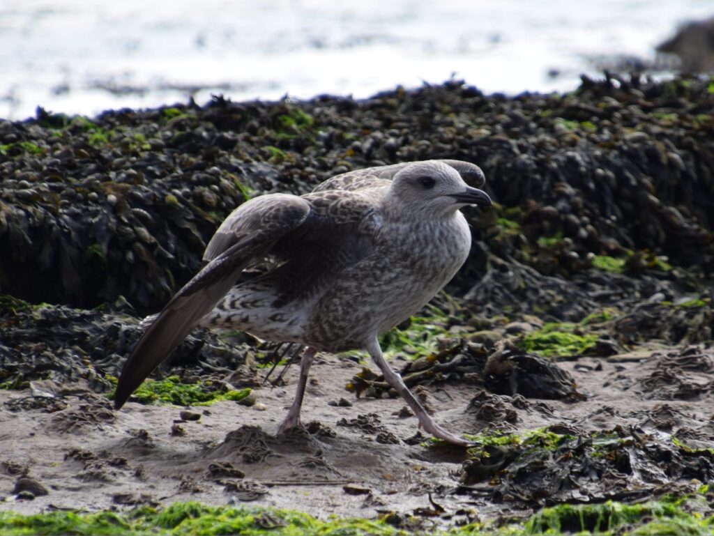 A baby seagull standing on seaweed by the shore of the river Clyde in Helensburgh's West Bay