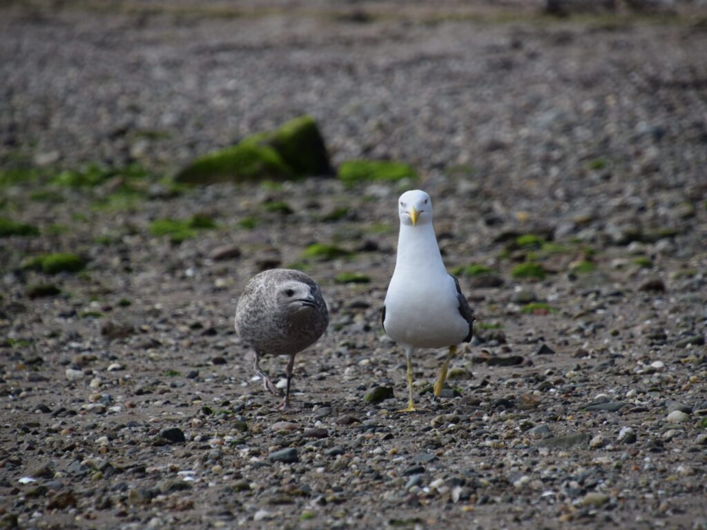 A baby seagull walking along the beach with her parent by the shore of the river Clyde in Helensburgh's West Bay