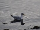 A seagull floating on the foreshore of the River Clyde, its reflection showing in the surrounding ripples.