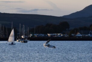A seagull with its wings spread as it comes into land in the waters beside Kidston Park, in Helensburgh.