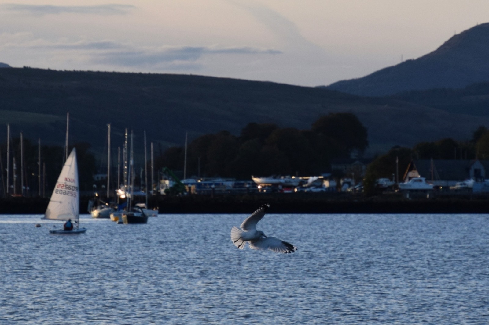 A seagull with its wings spread as it comes into land in the waters beside Kidston Park, in Helensburgh.