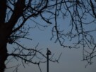 A seagull perched on a lamppost at dusk, captured through the branches of a silhouetted tree