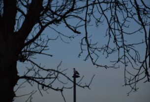 A seagull perched on a lamppost at dusk, captured through the branches of a silhouetted tree