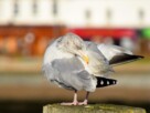 A seagull captured grooming itself whilst standing upon a wooden post at the end of Helensburgh Pier