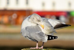 A seagull captured grooming itself whilst standing upon a wooden post at the end of Helensburgh Pier