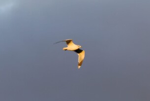 A seagull caught in the winter sun with a grey, cloudy sky behind.