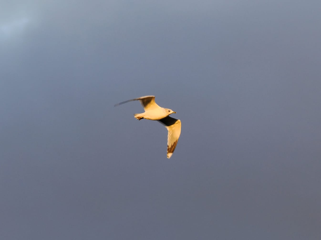 A seagull caught in the winter sun with a grey, cloudy sky behind.