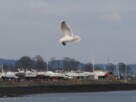 A seagull gliding in the winds above Rhu Bay, with the landed boats of Rhu Marina visible in the background.