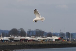 A seagull gliding in the winds above Rhu Bay, with the landed boats of Rhu Marina visible in the background.