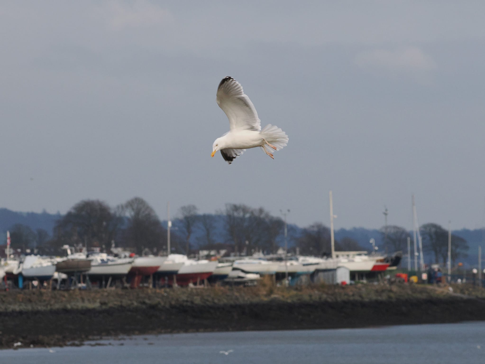 A seagull gliding in the winds above Rhu Bay, with the landed boats of Rhu Marina visible in the background.