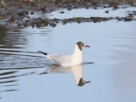 A black headed 'gull paddling in the waters of the river Clyde