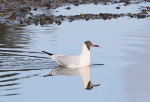 A black headed 'gull paddling in the waters of the river Clyde