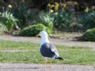 A seagull walking on a path with grass and daffodils in the background