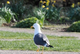 A seagull walking on a path with grass and daffodils in the background