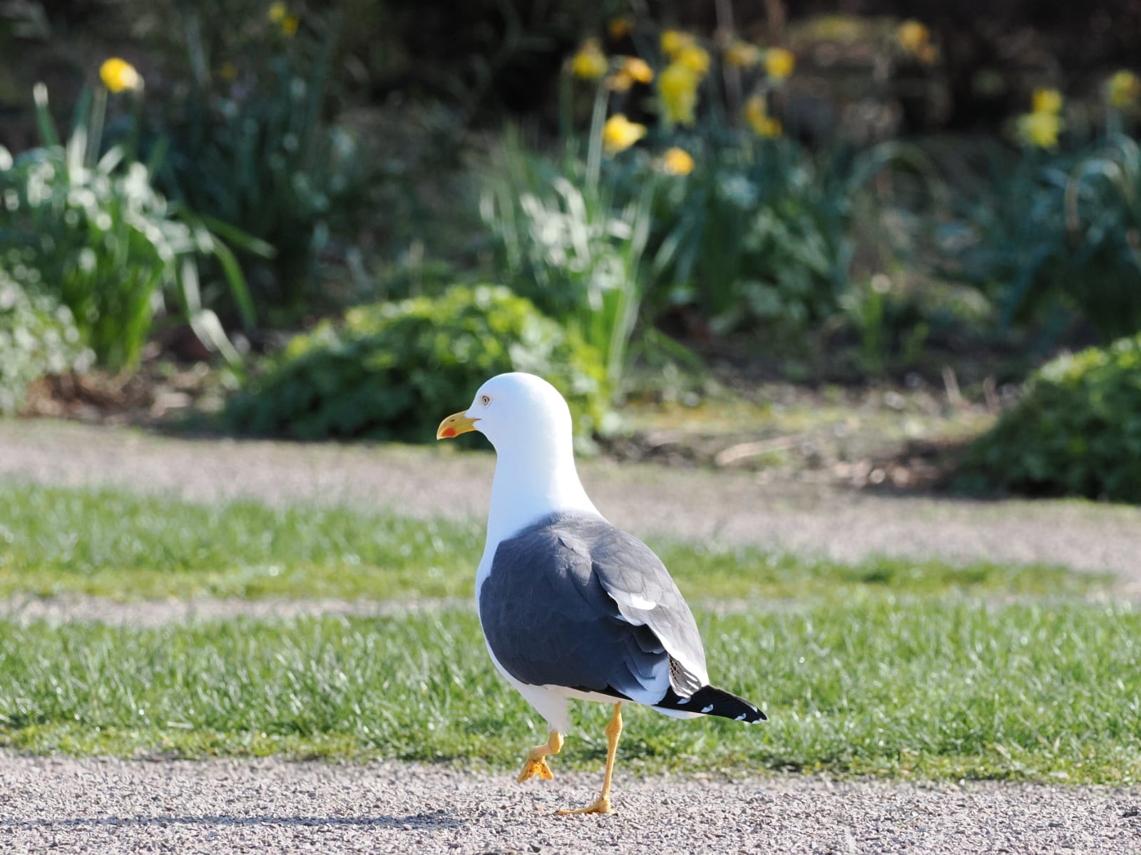 A seagull walking on a path with grass and daffodils in the background