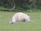 A seagull standing in front of a snoozing sheep in a field