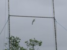 A seagull gliding between the uprights of rugby goalposts against a grey sky.