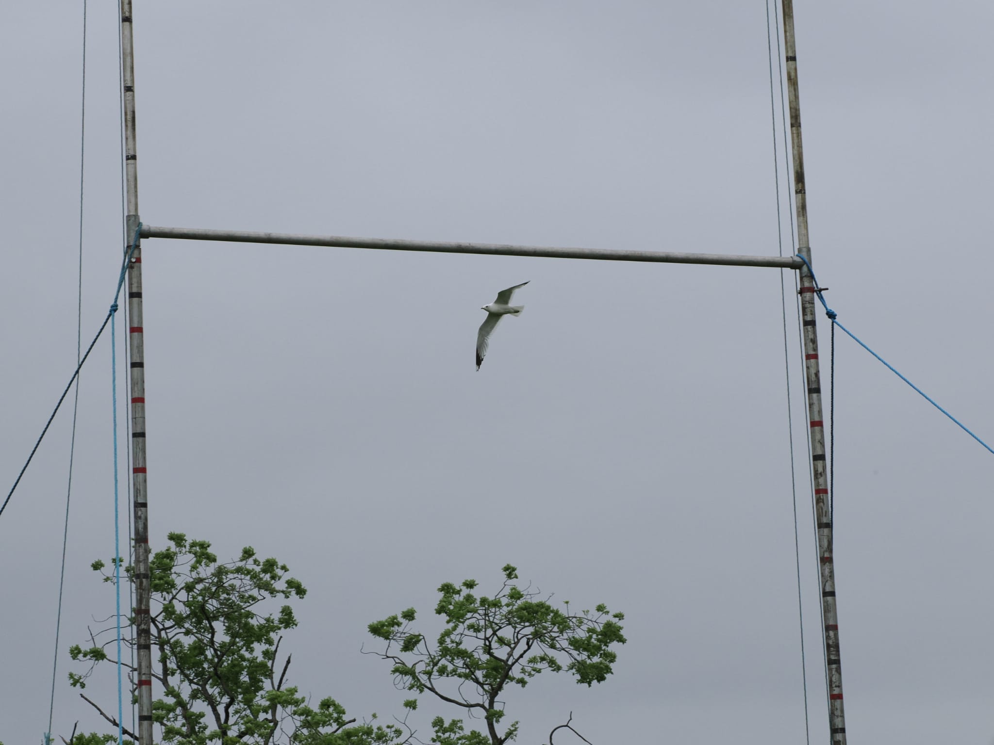 A seagull gliding between the uprights of rugby goalposts against a grey sky.