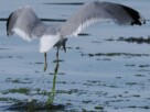 A seagull taking off from the shallow water of the shore with water droplets falling away and some seaweed caught on its right foot.