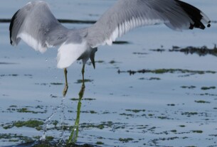 A seagull taking off from the shallow water of the shore with water droplets falling away and some seaweed caught on its right foot.