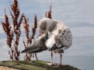 A baby seagull cleaning its feathers by the edge of a pier with the river Clyde in the background.
