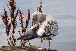 A baby seagull cleaning its feathers by the edge of a pier with the river Clyde in the background.