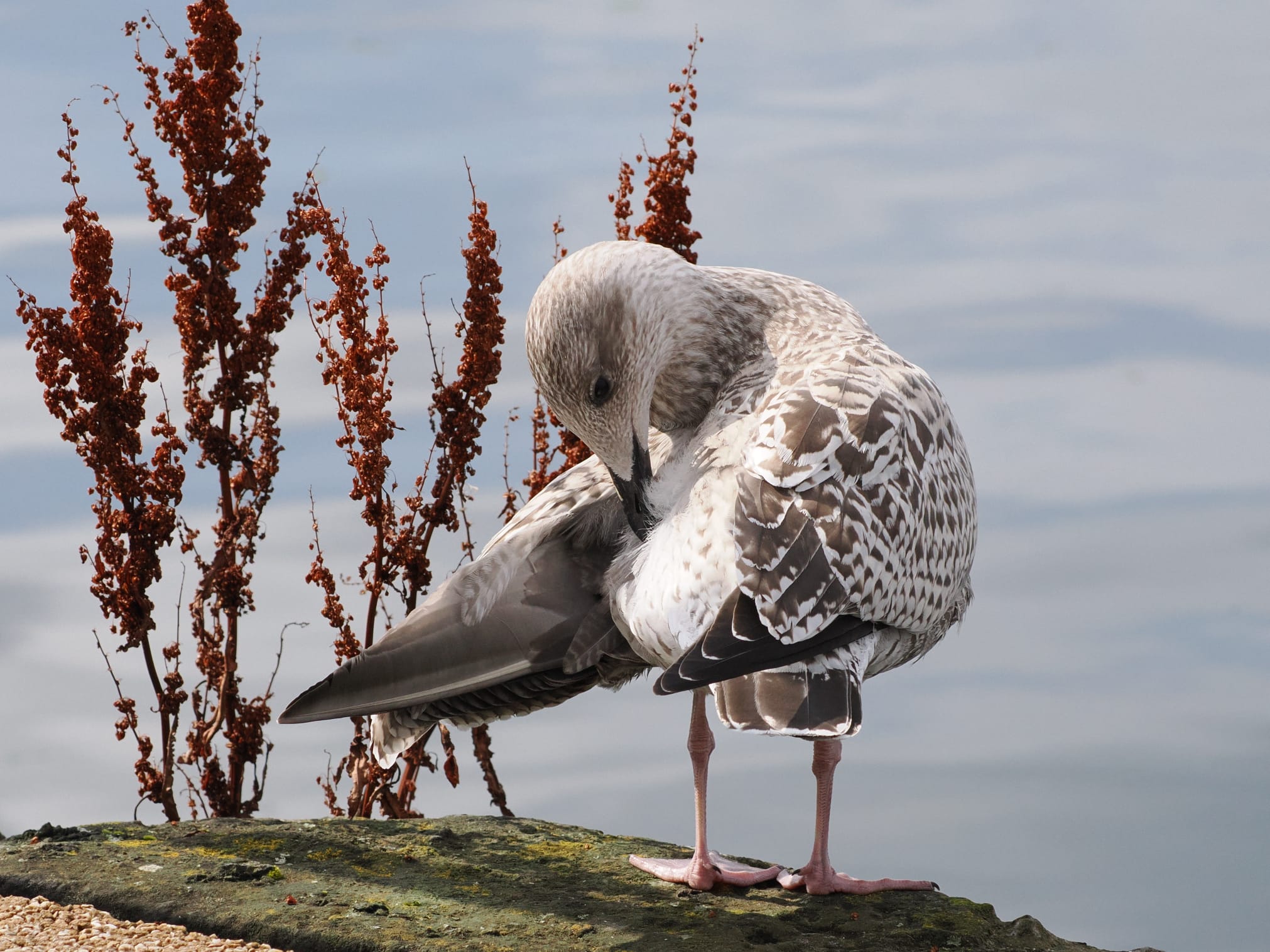 A baby seagull cleaning its feathers by the edge of a pier with the river Clyde in the background.