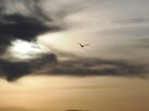 A seagull against a backdrop of clouds with the sun setting behind them
