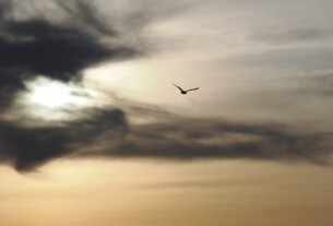 A seagull against a backdrop of clouds with the sun setting behind them
