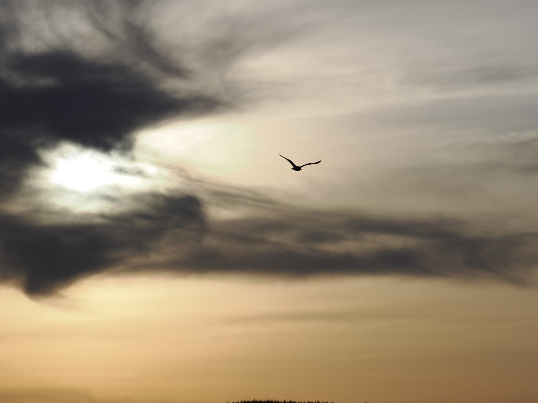 A seagull against a backdrop of clouds with the sun setting behind them